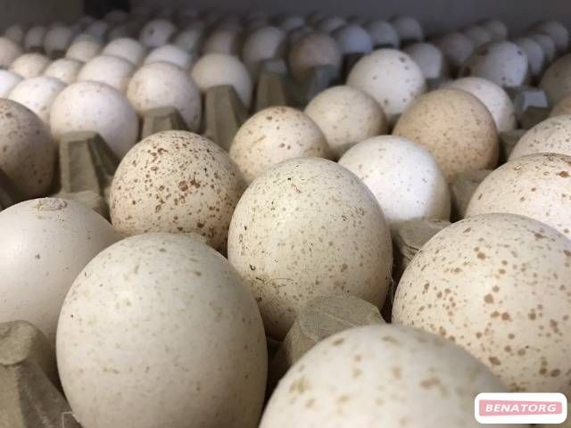 Яйцо бройлерное Кобб-500 (Польша)