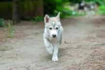 Szczeniak suczka SIBERIAN HUSKY linia użytkowa ZKwP FCI