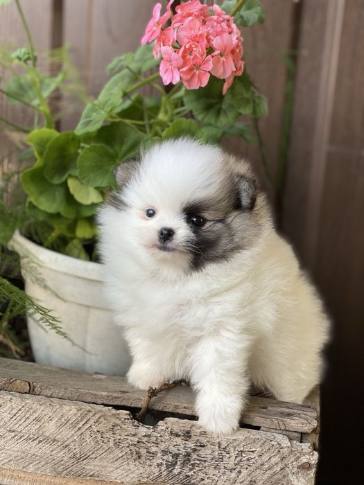 Померанський шпіц