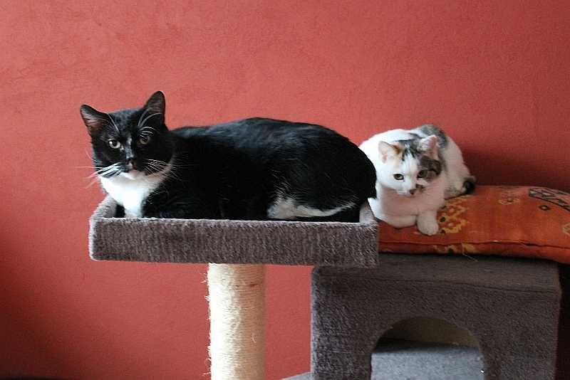 Kocurek i koteczka do adopcji