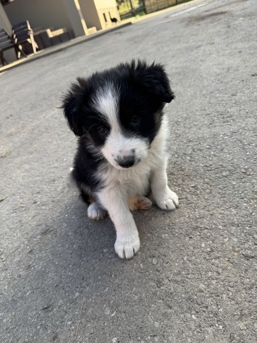 Piesek Border Collie