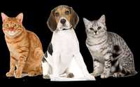 Передержка кошек, собак и др. животных
