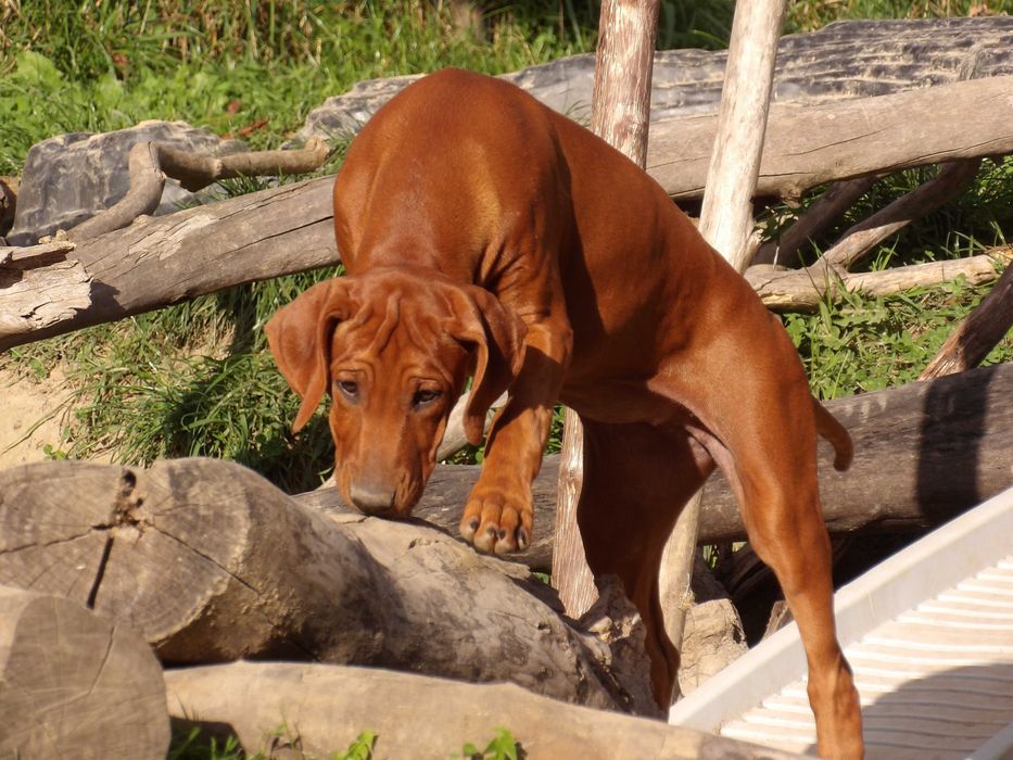 Wyjątkowy Rhodesian Ridgeback ZKwP/FCI – szczeniak z top rodowodem