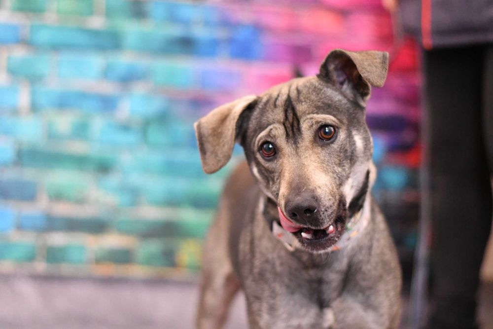 Radosny Wolf szuka aktywnego domku!