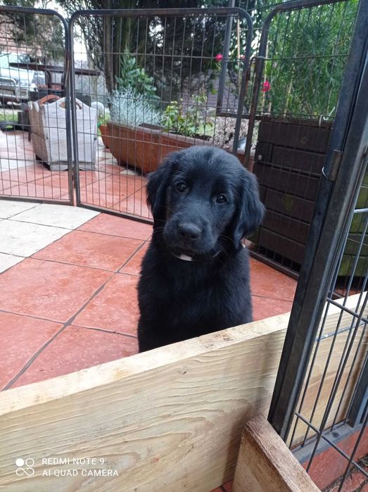 Flat coated retriever ZKwP FCI suczka 9 tygodni -gotowa do odbioru