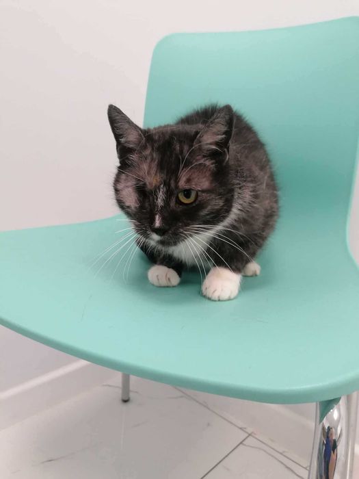 Kotka w typie karpati szuka pilnie domu choćby tymczasowego!!