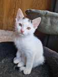 Kokos i Filemon, 3 miesięczne urocze kociaki do adopcji