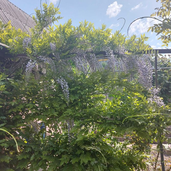 Продам саженцы глицынии в городе Харькове