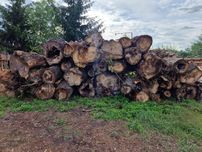 Plastry drewna pieńki duże ponad metr srednicy