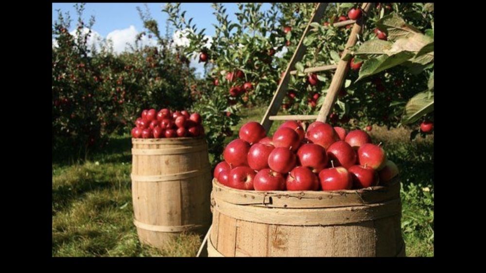 Najtaniej !!! Obornik granulowany kurzy bydlęcy nawóz 100 % naturalny