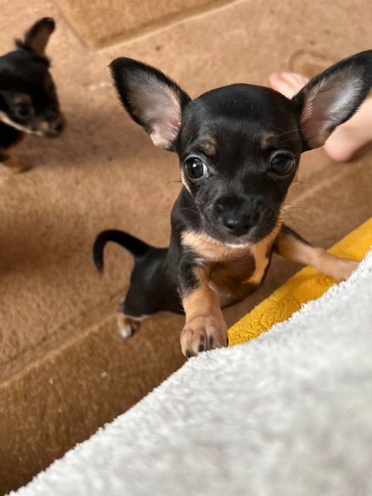 Продам породистих собачок.