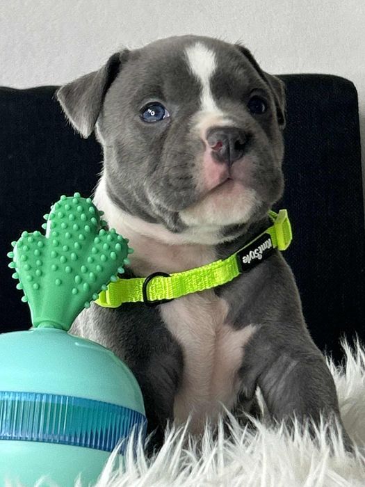 American Staffordshire Terrier Piesek 2