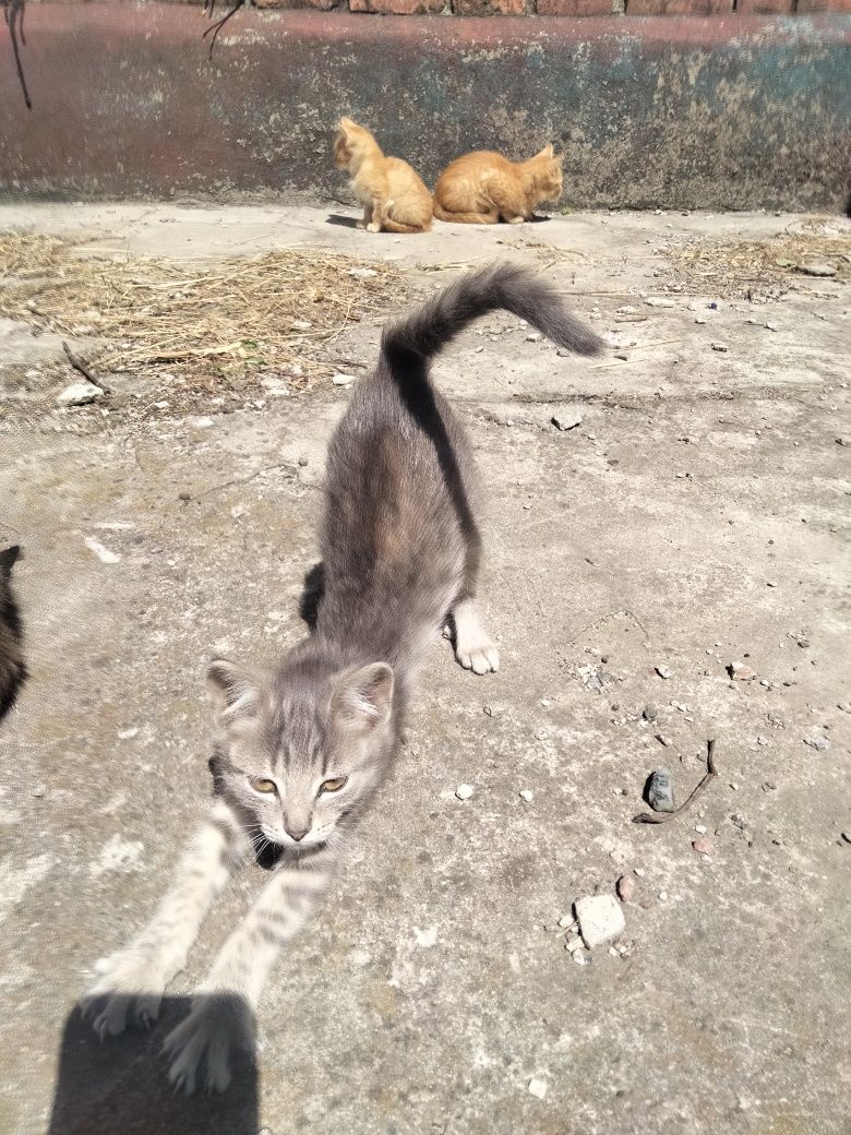Отдам котят в хорошие руки, возможна доставка  Харьков и пригород