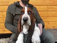 Basset hound szczeniak