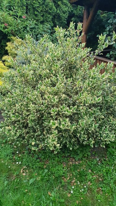 Ostrokrzew kolczasty