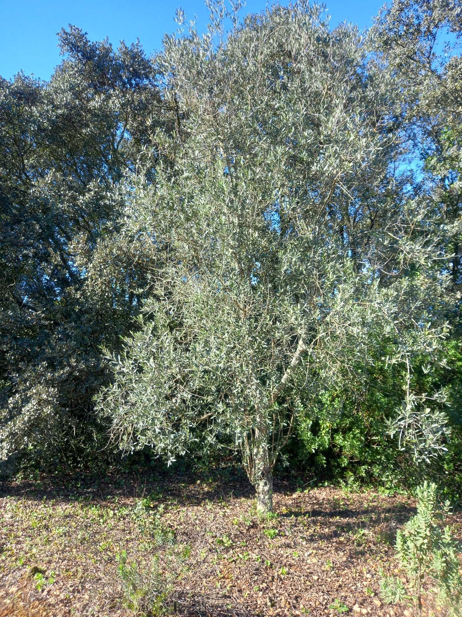 Terreno 6.500m2 com oliveiras Santarém