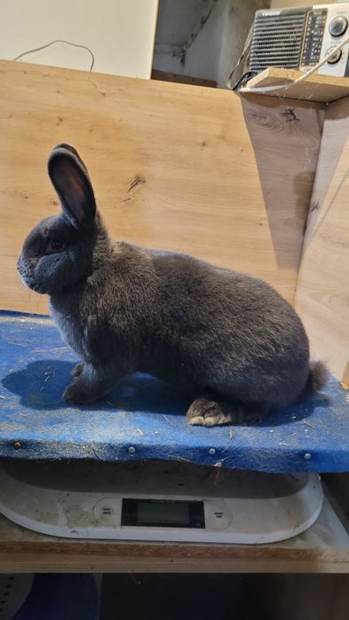 Króliki Wiedeńskie niebieskie samce i samice