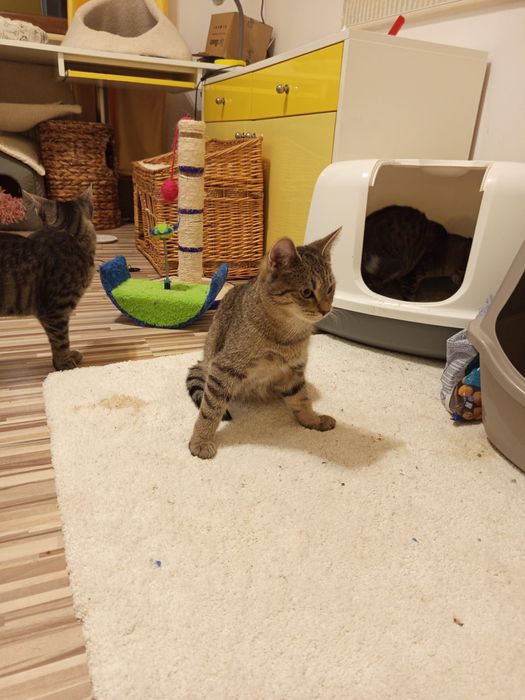 5 miesięczny kocurek szuka domu niewychodzącego