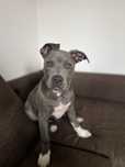 American Stafforsshire Terrier BLUE - Champion’s Line od BlueberryBlue