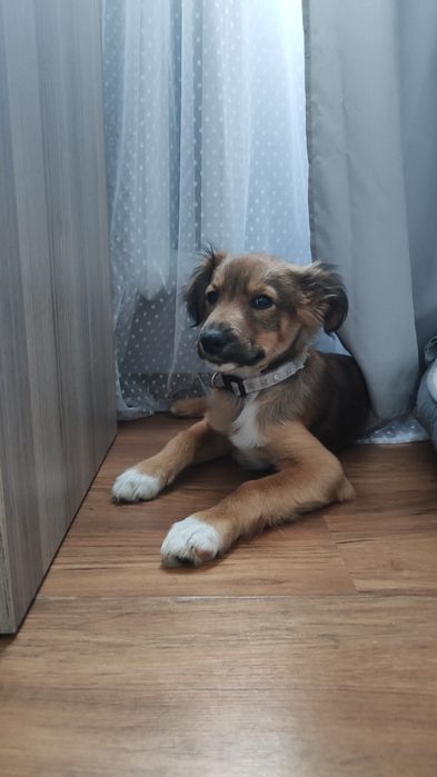 Oddam szczeniaka 3 miesiące