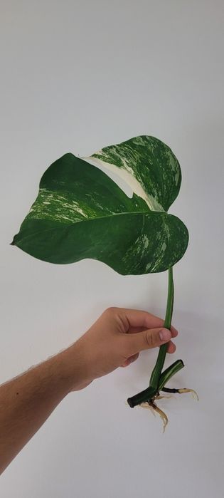 Monstera variegata piękne wybarwienie