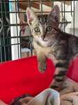Merlin - Bebé para Adopção