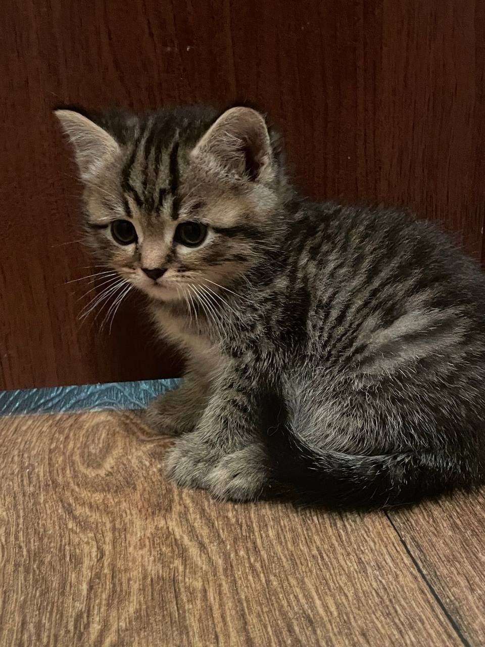 Кошенята котики..