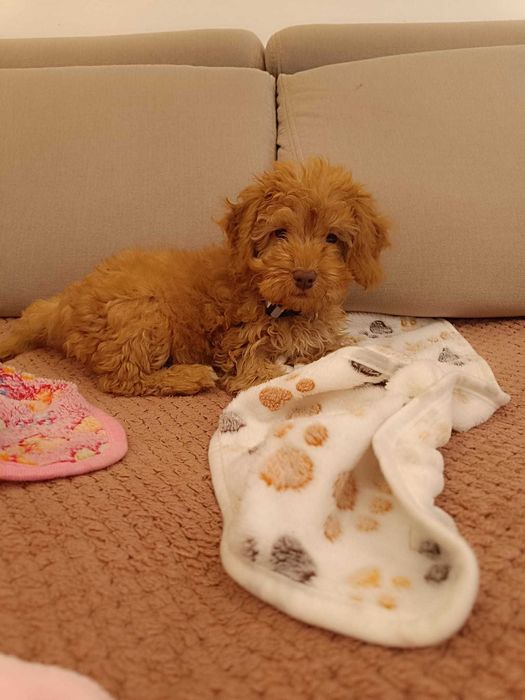 Maltipoo cudne misie :)