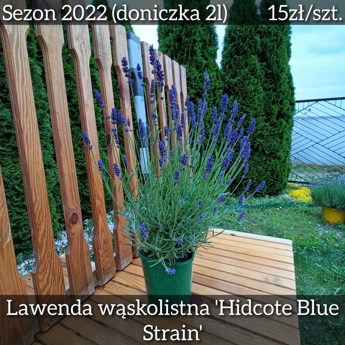 SADZONKI LAWENDY HIDCOTE - Prze-pięk-ne (sezon '22)(8szt.)(No.178)