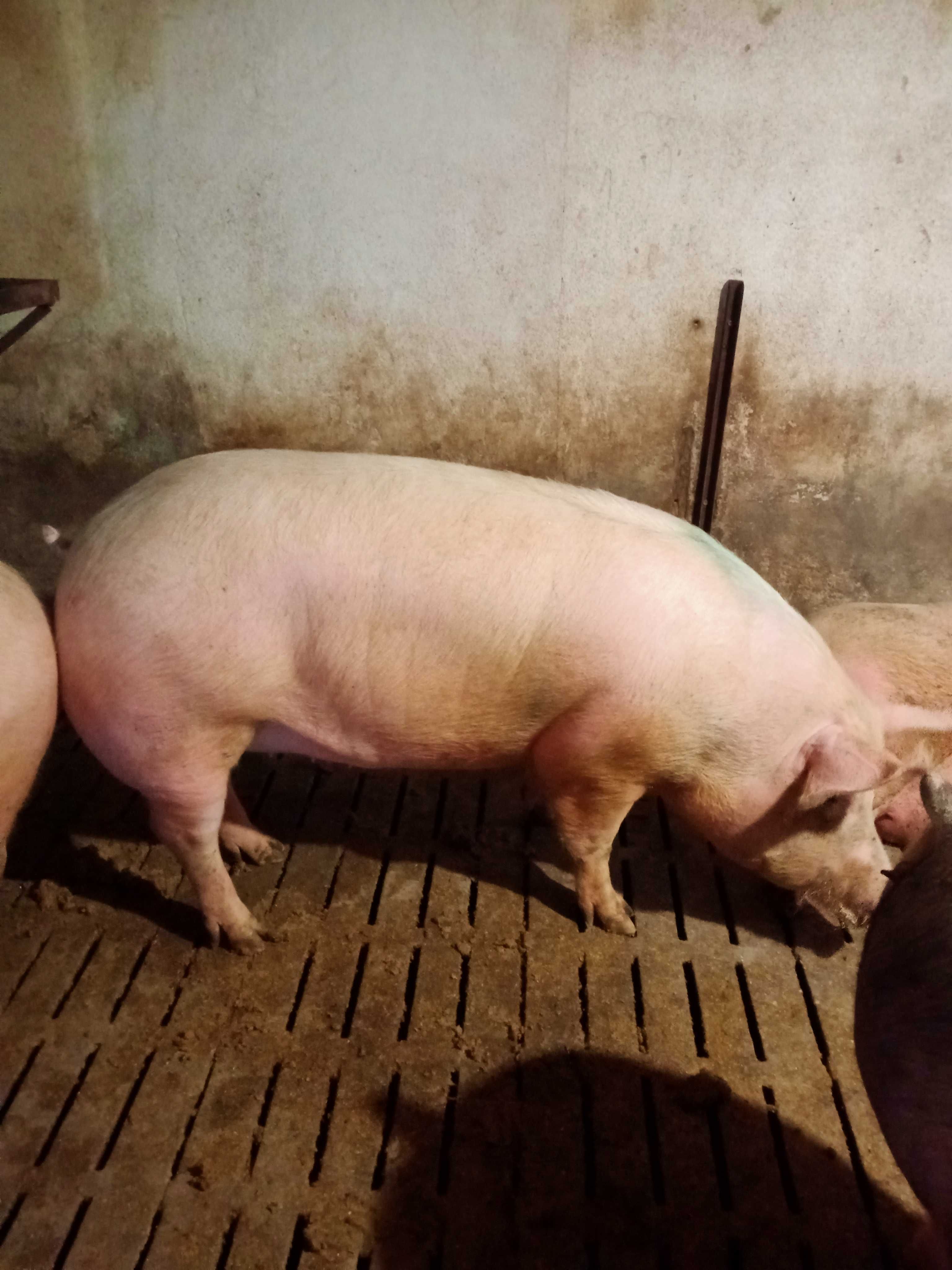 Продам свиньи живым весом
