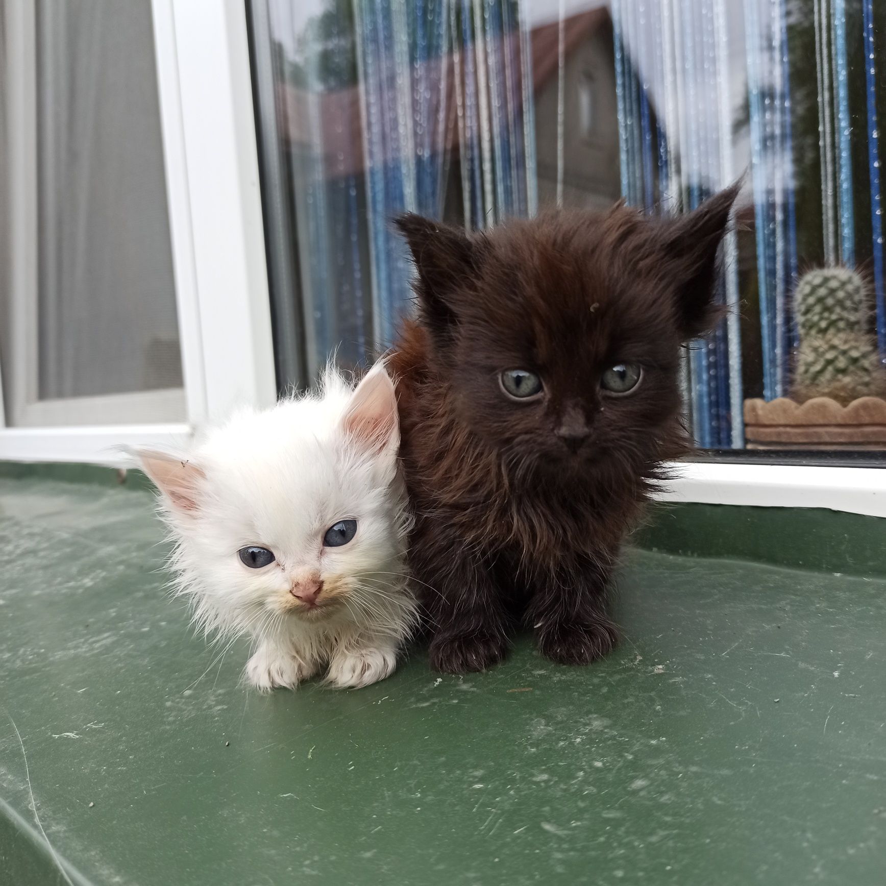Котики шукають дім