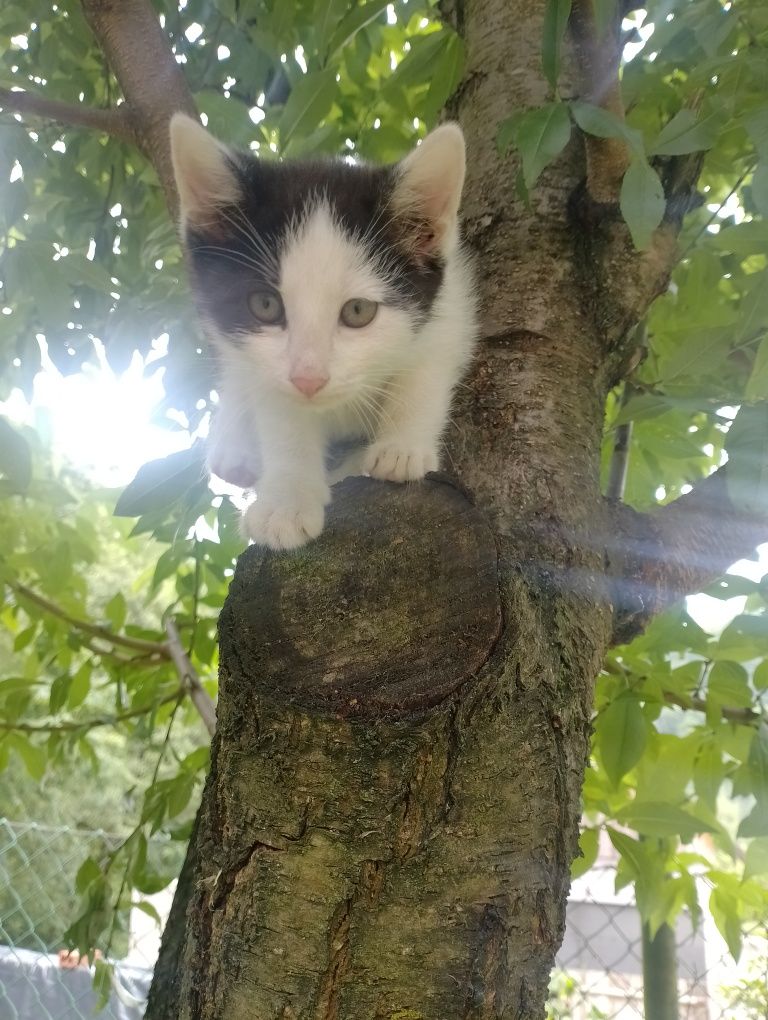 Oddam kotki w dobre ręce