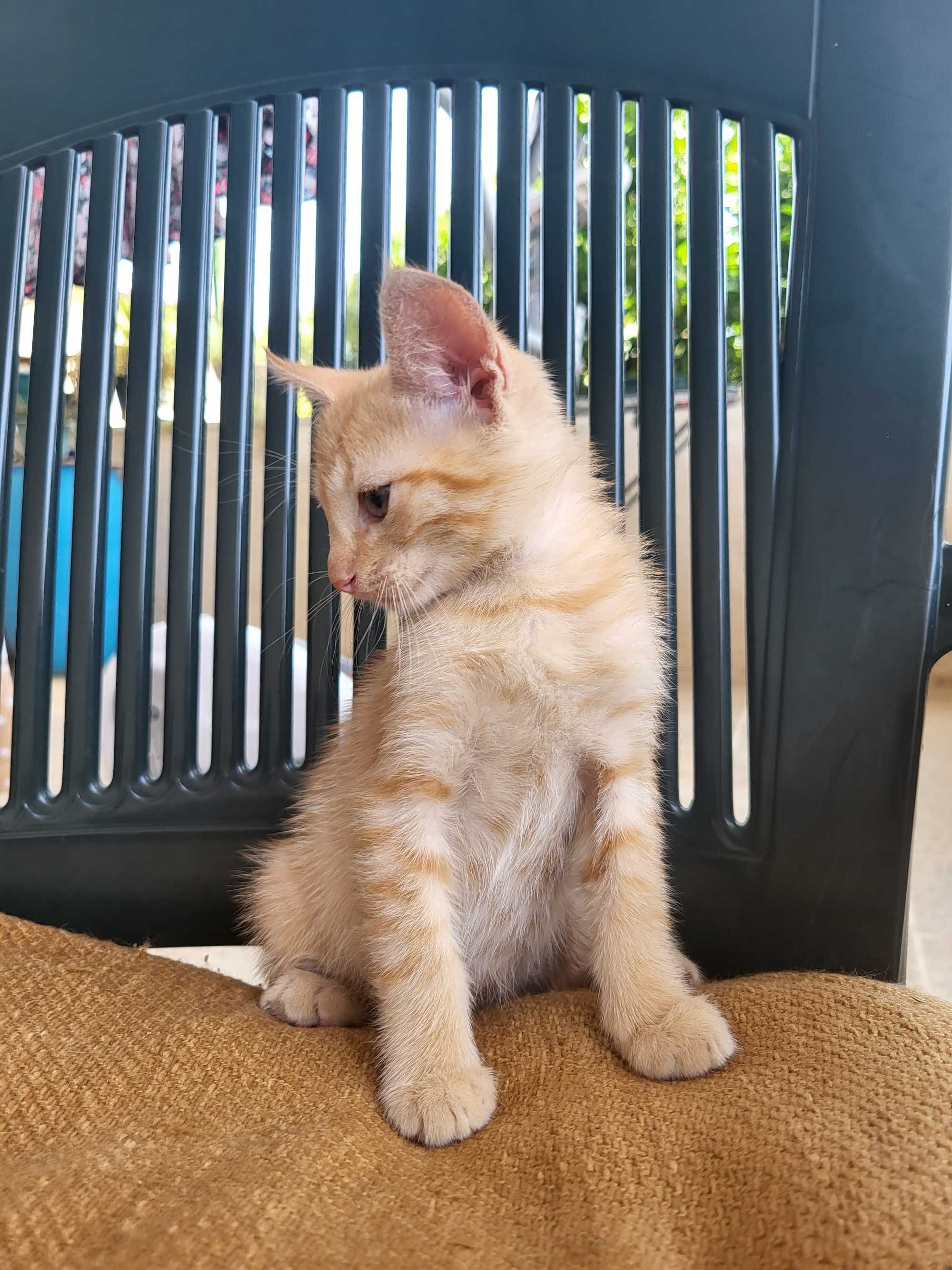 Gatinhos para adoção responsável