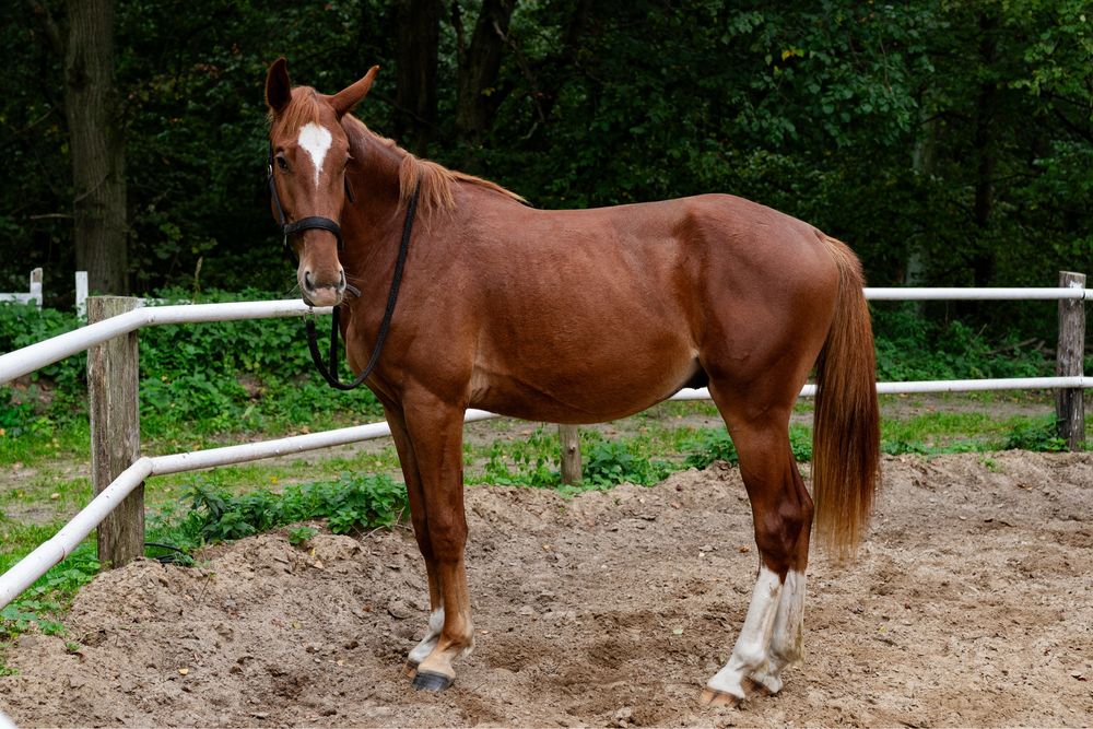 Koń sp walach skoki kwpn