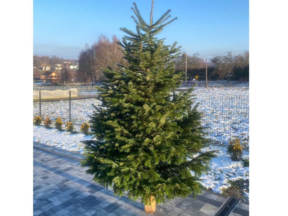 Choinki! Choinka! Ładne, gęste świerki i jodły z dowozem pod dom!