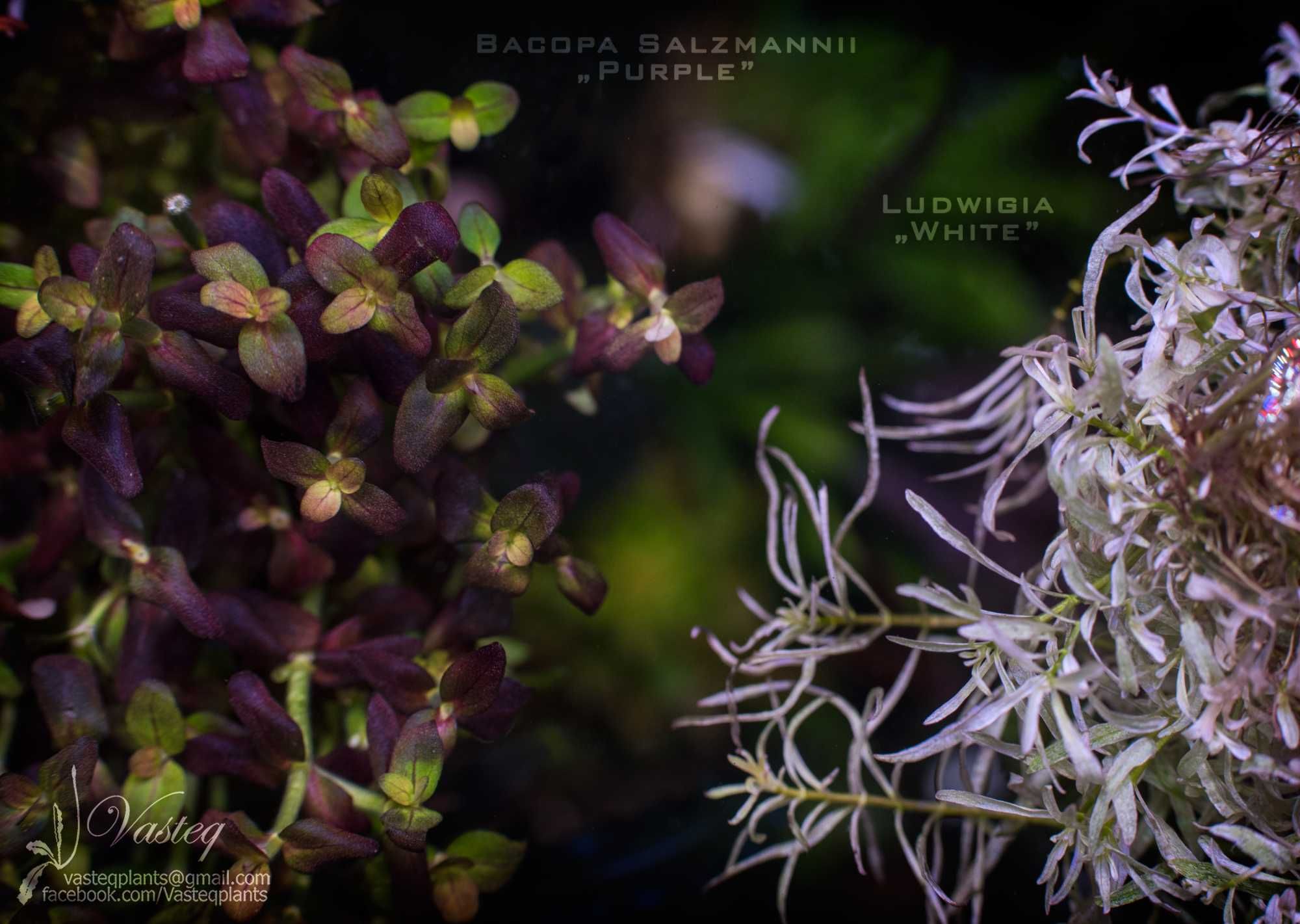 Ludwigia White - rarytas