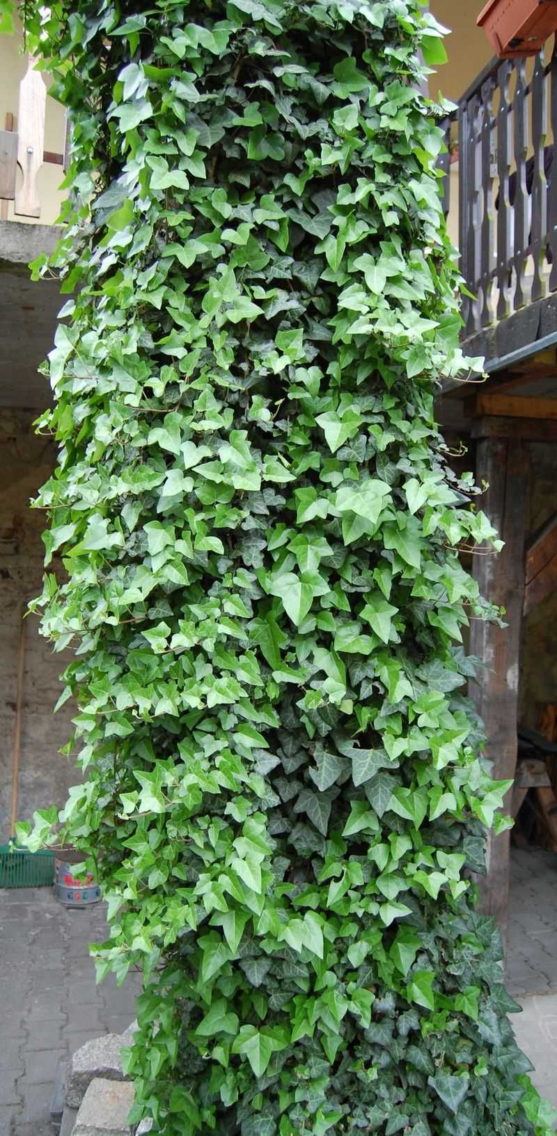 Bluszcz Pospolity - Hedera Helix 15-20cm