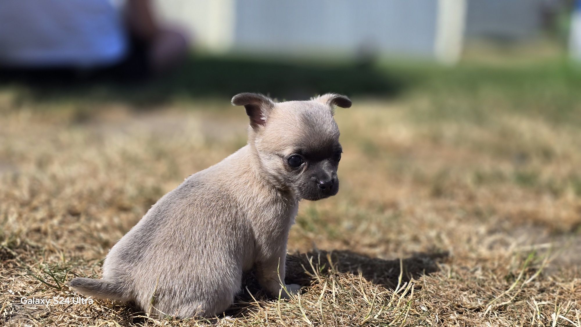 Śliczna Chihuahua suczka