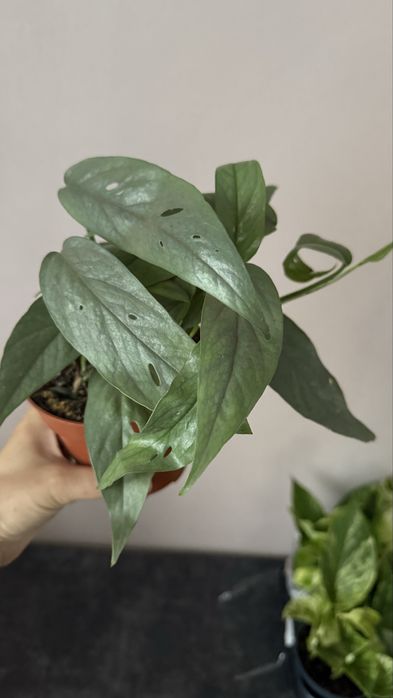 Сциндапсус, епіпремнум, філодендрон Сільвер Енн, ліана кімнатна рос