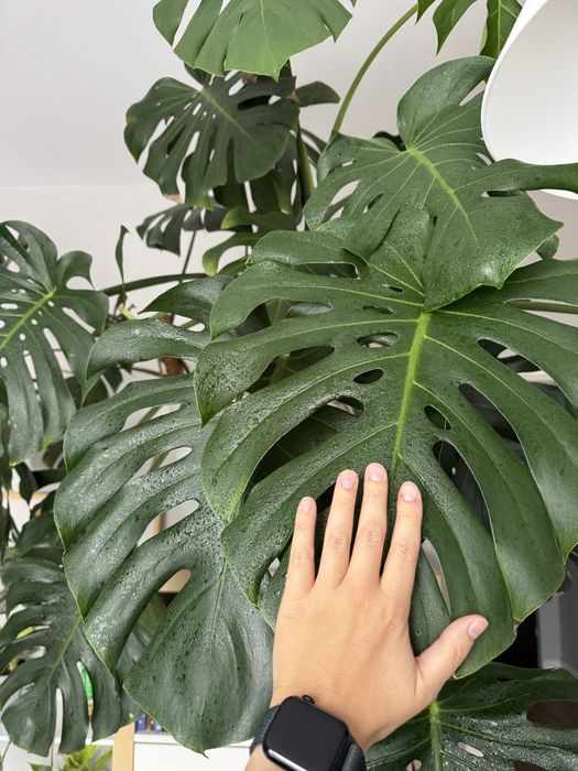 Monstera deliciosa - 3 odnogi, 120 cm wys., 2m szerokości