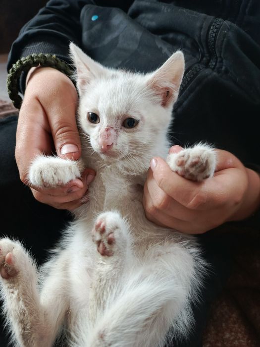 Віддам в добрі руки 4 гарних кошенят