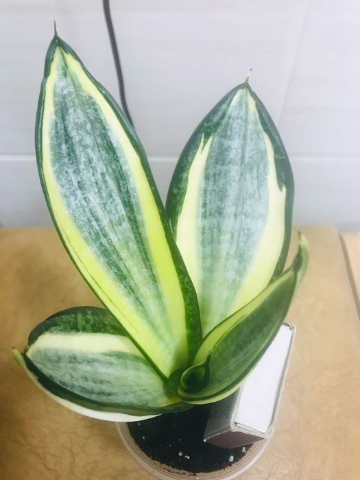 Сансевиерия Хани Грей, Зебра