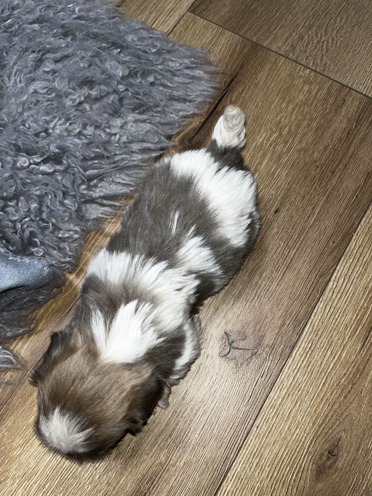 Shihtzu szczeniak shih tzu