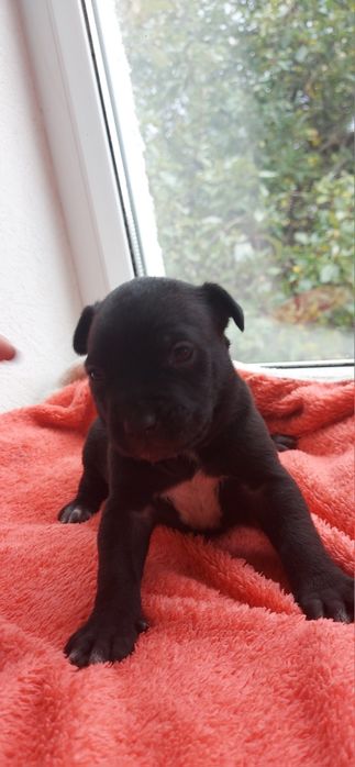 Віддам цуцика (метис Кане Корсо)