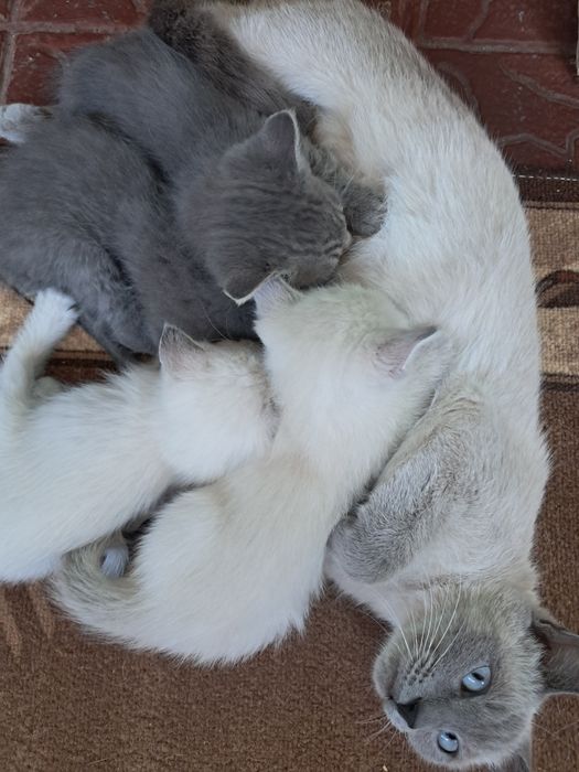 Кошенята сиамські