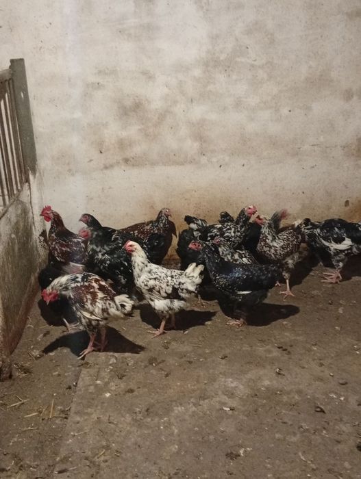 Продам кури та півні Лівенська ситцева