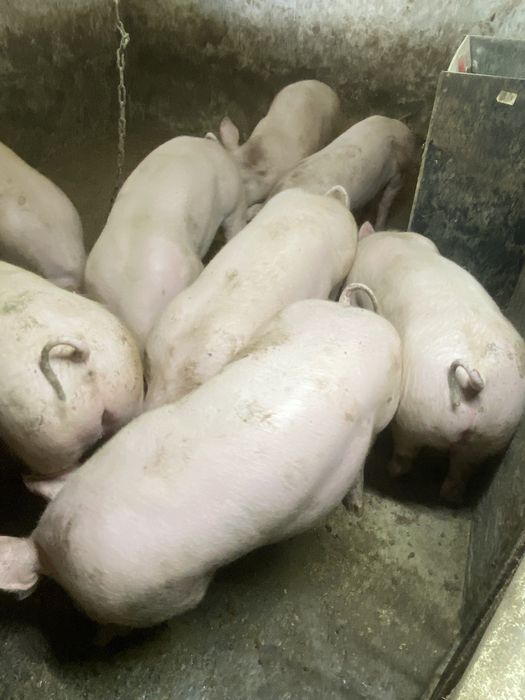 Продам мясні свині