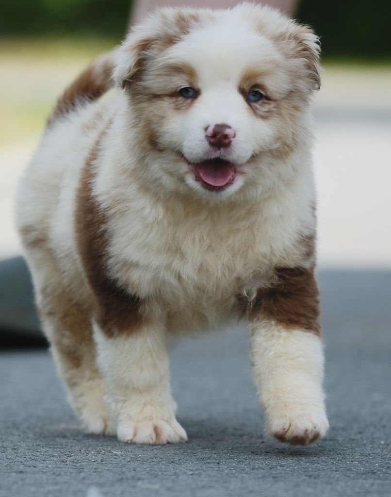 Piesek miniaturowy owczarek amerykański ZKwP/FCI red merle