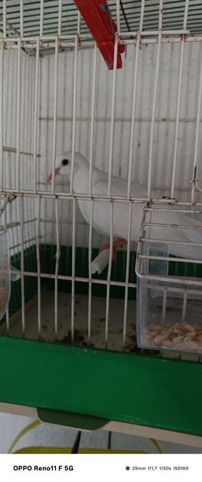 Vendo uma rola nova
