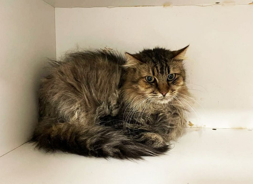 Врятована з Покровську котодитинка, кішечка Шанель, кішка 1,5 р.